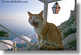 cats, croatia, dubrovnik, europe, horizontal, humor, laughing, yawn, photograph