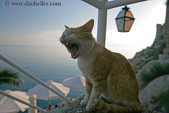 laughing-cat-2.jpg