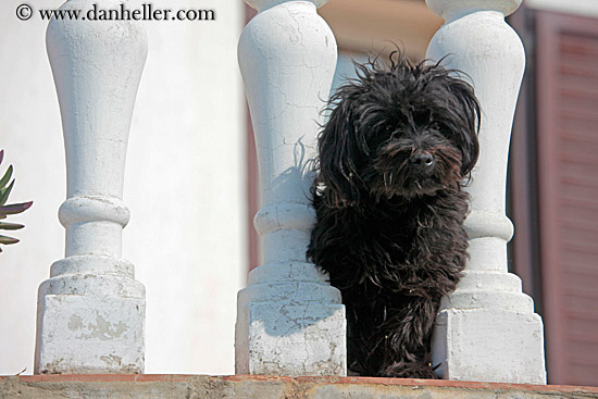 black-dog-n-white-balusters-1.jpg