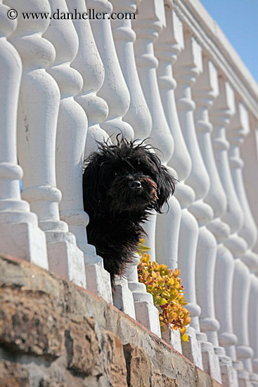 black-dog-n-white-balusters-3.jpg