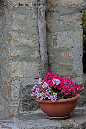 pink-flowers-n-stone-wall.jpg