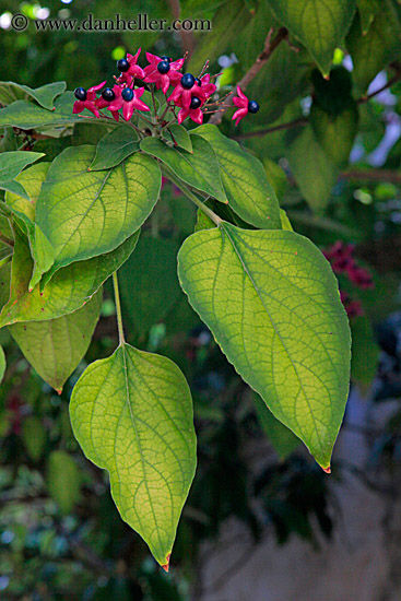 red-flowers-n-green-leaves-1.jpg