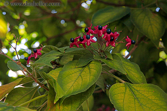 red-flowers-n-green-leaves-2.jpg