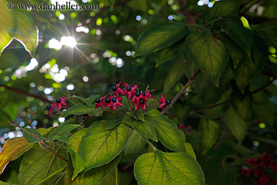 red-flowers-n-green-leaves-3.jpg