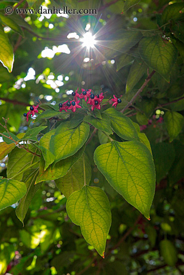 red-flowers-n-green-leaves-4.jpg