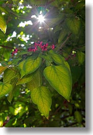 croatia, europe, flowers, green, groznjan, leaves, red, vertical, photograph