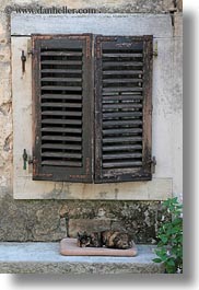 cats, croatia, europe, groznjan, shutters, sleeping, vertical, woods, photograph