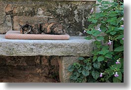 cats, croatia, europe, groznjan, horizontal, sleeping, photograph