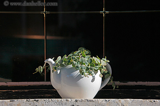 teapot-n-plant.jpg