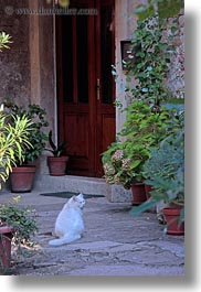 cats, cobblestones, croatia, europe, groznjan, materials, plants, stones, vertical, white, photograph