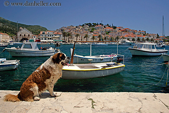 hvar-st_bernard-13.jpg