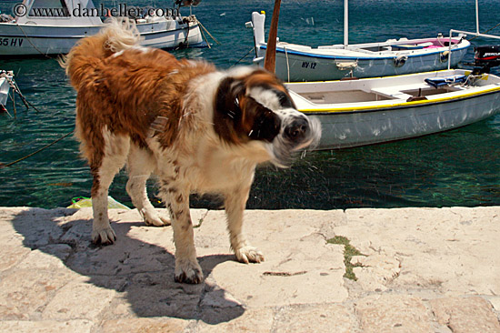 hvar-st_bernard-14.jpg