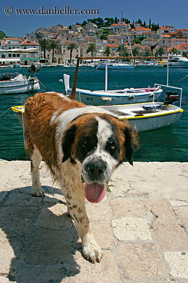 hvar-st_bernard-15.jpg