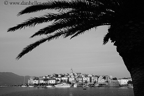 palm_tree_n-townview-bw.jpg