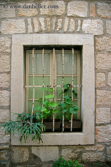 plant-in-barred-window.jpg