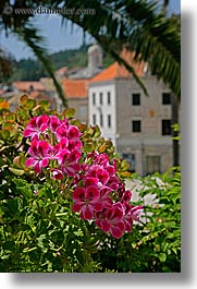 croatia, europe, flowers, korcula, vertical, photograph