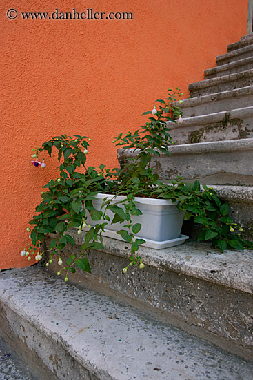 stairs-n-flowers.jpg