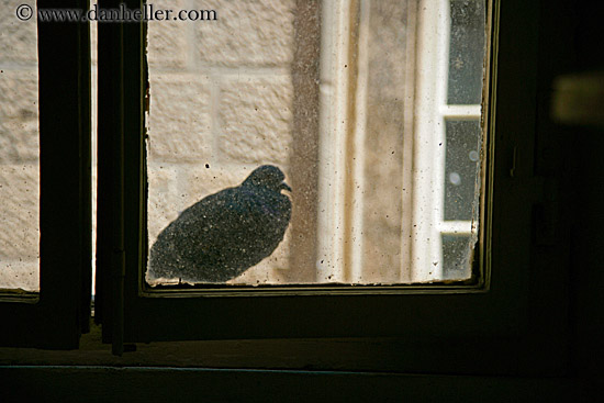 bird-in-window-1.jpg