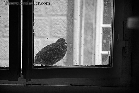 bird-in-window-1-bw.jpg