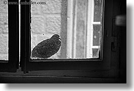 birds, black and white, croatia, europe, horizontal, korcula, windows, photograph