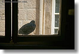 birds, croatia, europe, horizontal, korcula, windows, photograph