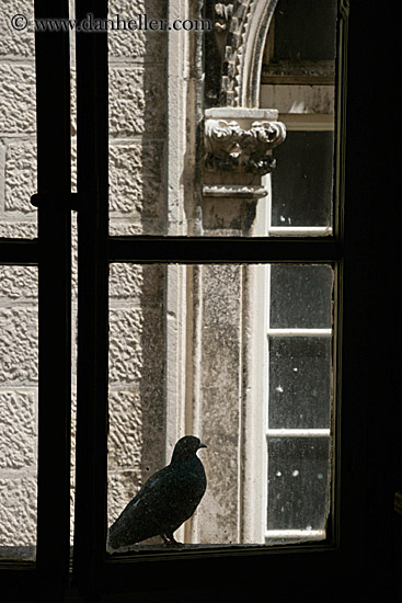 bird-in-window-3.jpg