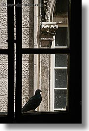 birds, croatia, europe, korcula, vertical, windows, photograph