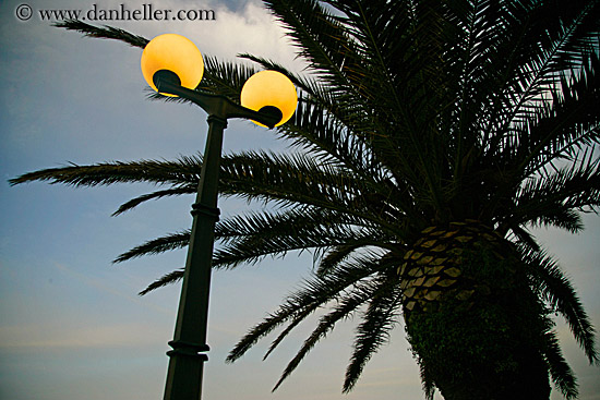 lamp_post-n-palm_tree.jpg