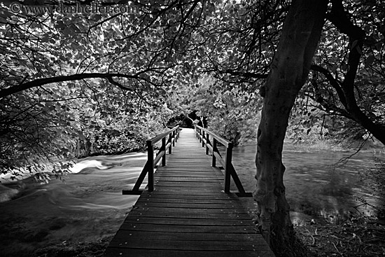 boardwalk-in-forest-05.jpg