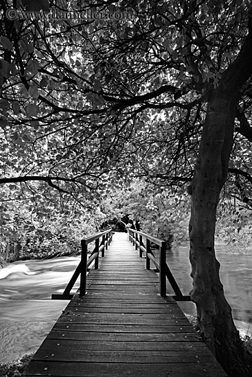 boardwalk-in-forest-07-bw.jpg