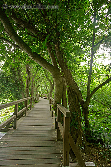 boardwalk-in-forest-08.jpg