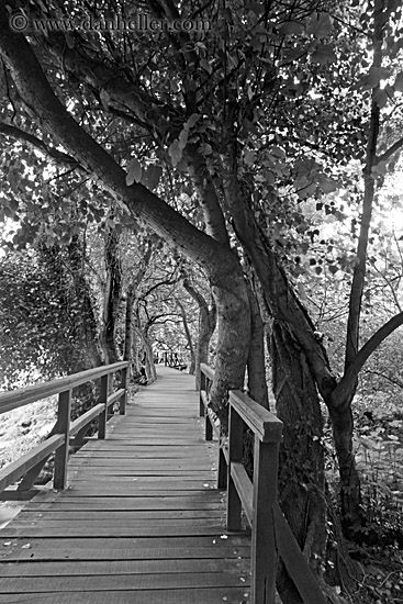 boardwalk-in-forest-08-bw.jpg