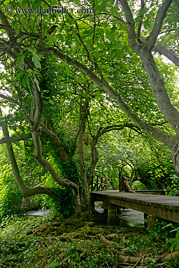 boardwalk-in-forest-10.jpg