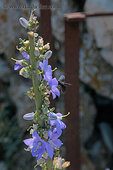 purple-flower-n-bee.jpg