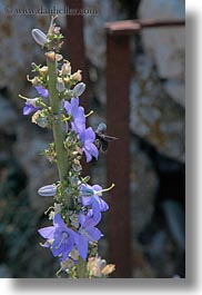 bees, croatia, europe, flowers, lubenice, purple, vertical, photograph
