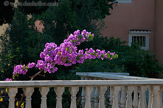 pink-bougainvillea.jpg