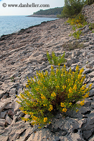 plant-on-rocks-by-sea-1.jpg