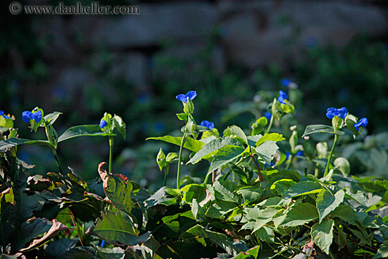blue-flowers.jpg
