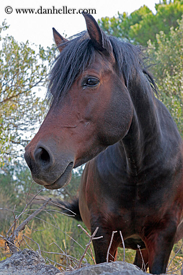 brown-horse-1.jpg