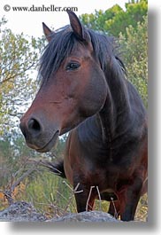 browns, croatia, europe, horses, mali losinj, vertical, photograph