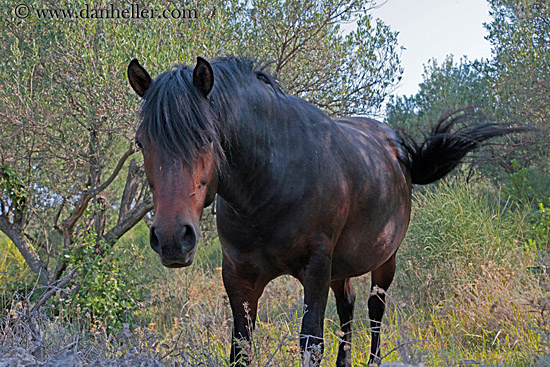 brown-horse-4.jpg