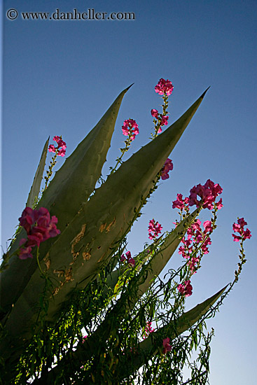cactus-flower-1.jpg