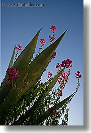 cactus, croatia, europe, flowers, milna, vertical, photograph