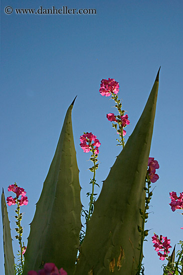cactus-flower-2.jpg
