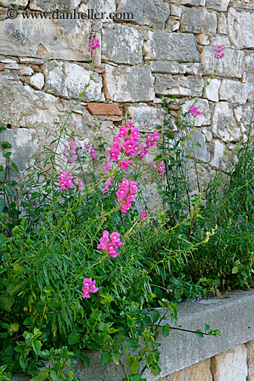flowers-n-stone-wall-2.jpg