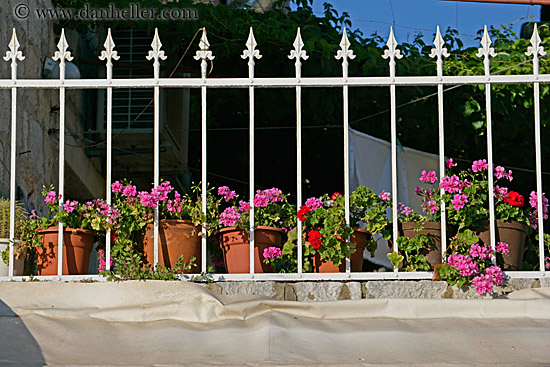 flowers-n-white-iron-fence.jpg