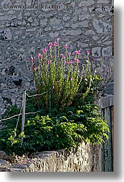 croatia, europe, flowers, milna, stones, vertical, walls, photograph