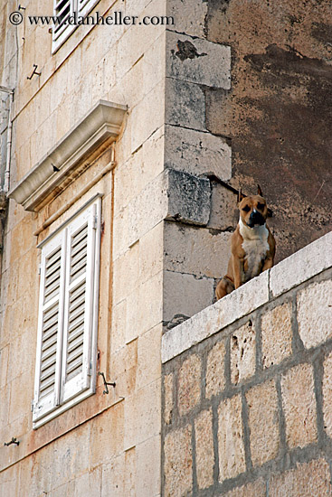 dog-on-ledge-2.jpg