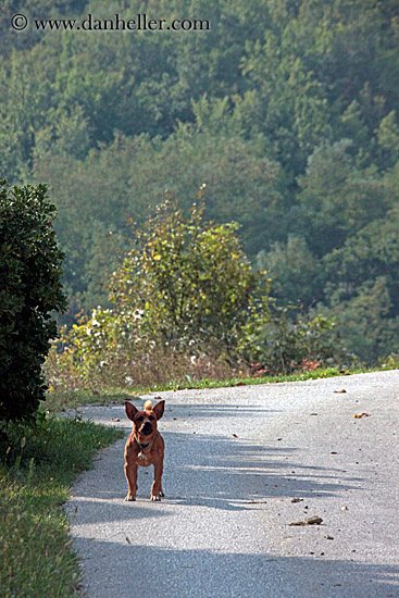 chihuahua-on-road.jpg