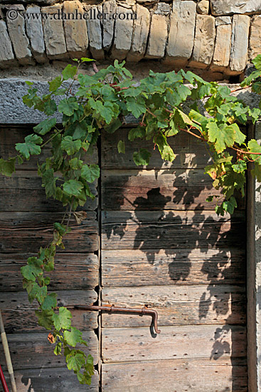 ivy-n-old-wood-door.jpg